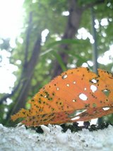 965a0620.jpg