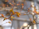 もみじの新芽