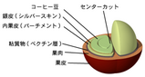 コーヒーの実と種子