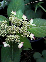 c1d71685.jpg