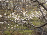 山桜