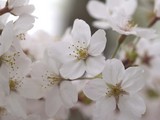 ソメイヨシノ