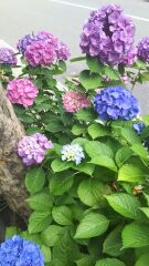 紫陽花
