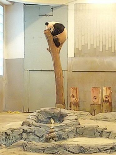 シャンシャン