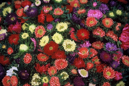 blossoms