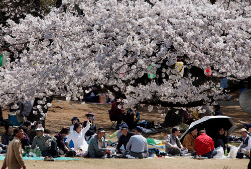 sakura3