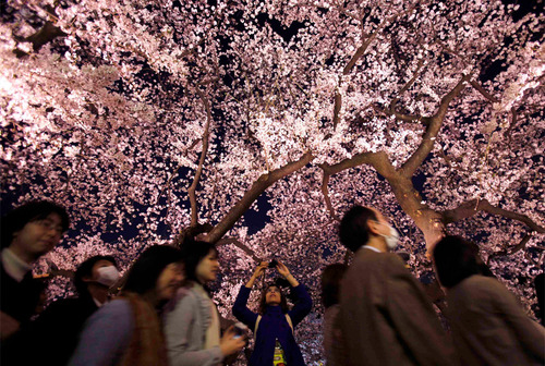 sakura5
