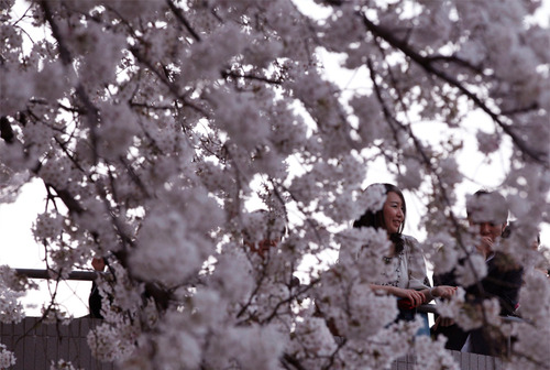 sakura6