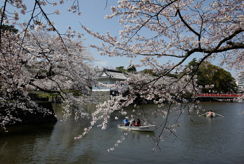 sakura1