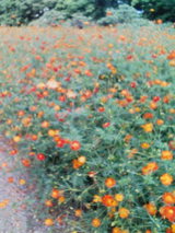 364f6060.jpg