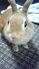 にんじん大好き