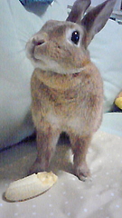 グルーミーとうさぎ