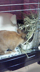 サンプル
