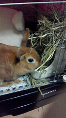 サンプル