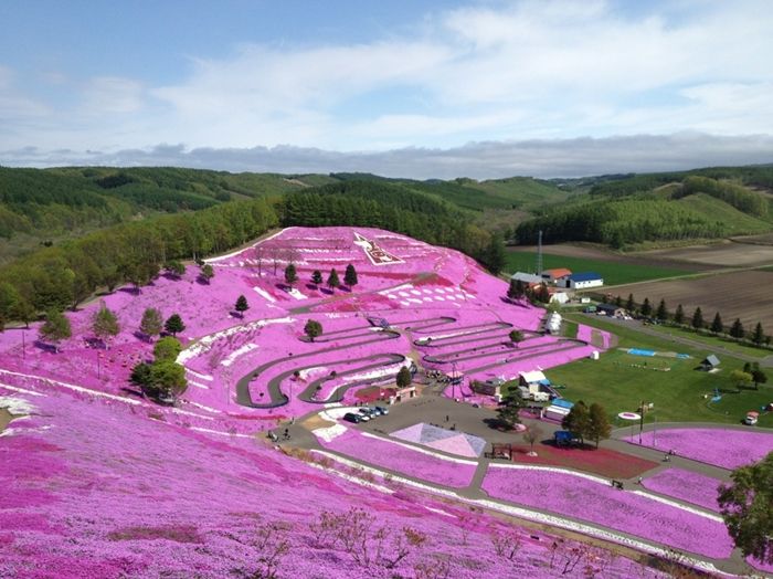 東藻琴芝桜公園