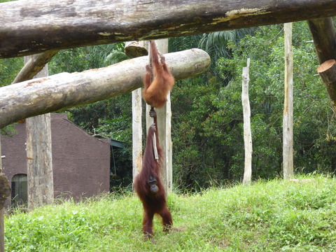 ②Lok Kawi Wild Life Park41
