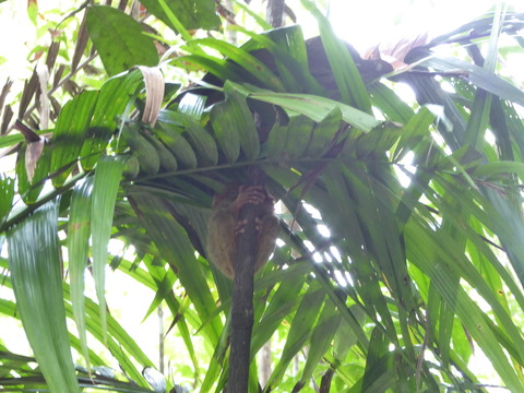 Tarsier (12)