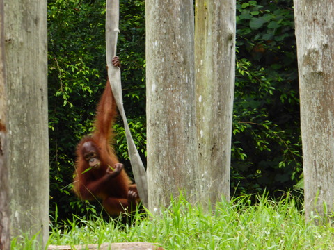 ②Lok Kawi Wild Life Park27