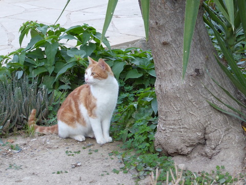 ねこ (1)