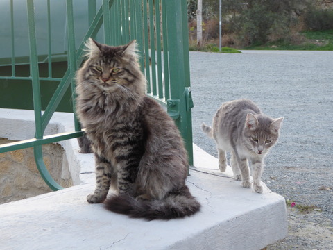 ねこ (2)