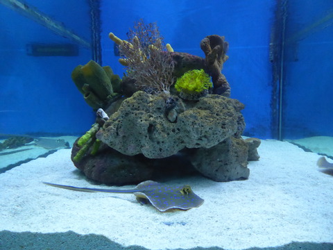 ㉒Ocean park5