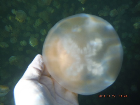 jellyfish lake6