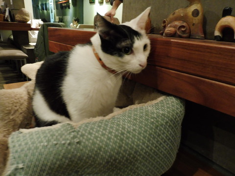 猫カフェ 極簡 (12)