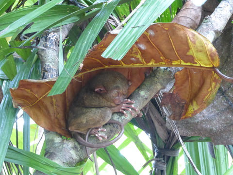 Tarsier (14)