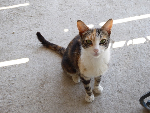 ④ねこ3