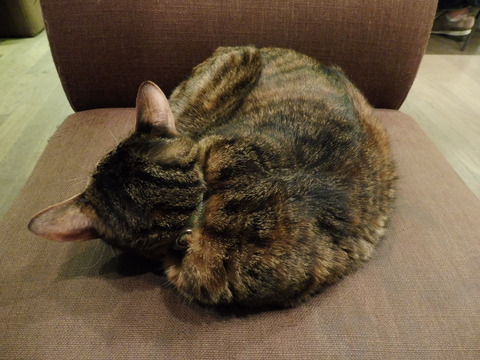 猫カフェ 極簡 (4)