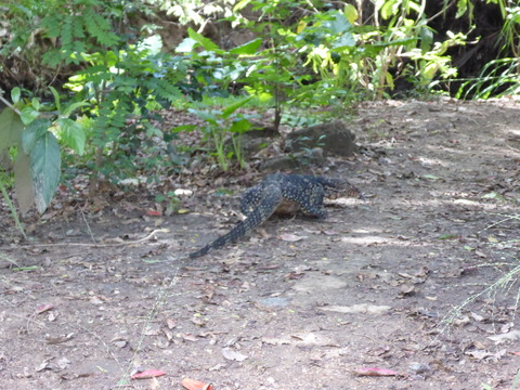 ⑥water monitor9