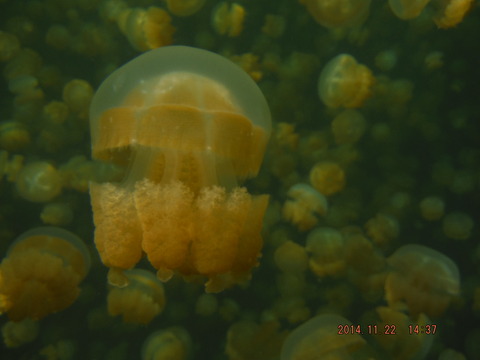 jellyfish lake4