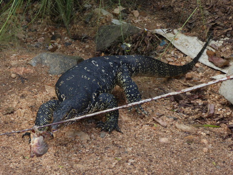 ⑥water monitor3