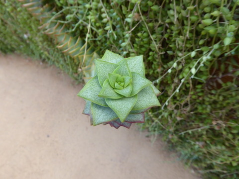 カーステンボッシュ植物園 9