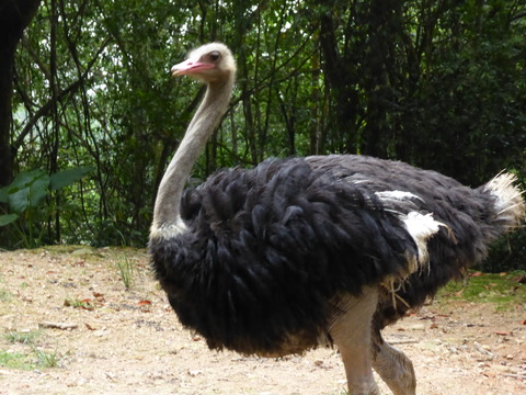 ②Lok Kawi Wild Life Park14