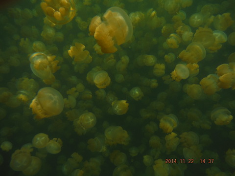 jellyfish lake3