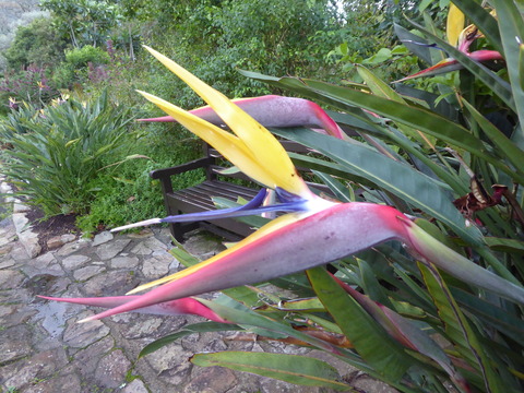 カーステンボッシュ植物園 3