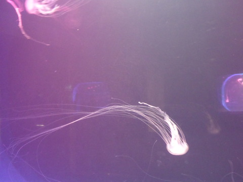 Ocean park7