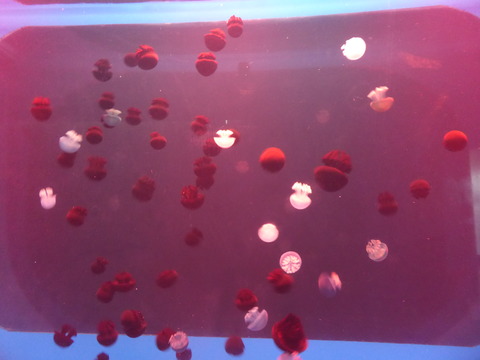 Ocean park5