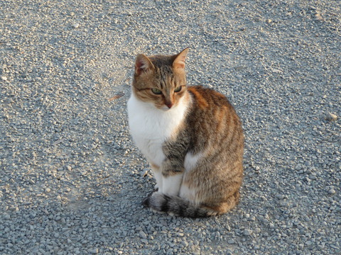 ねこ (1)