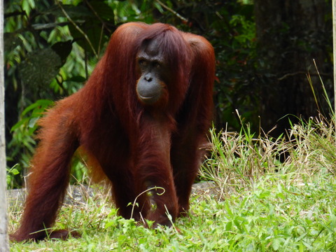②Lok Kawi Wild Life Park25