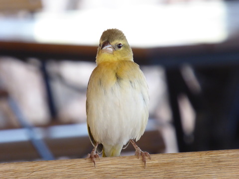 小鳥たち
