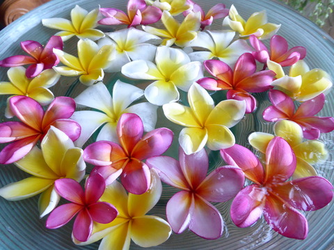 flowers