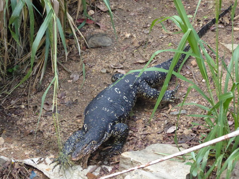 ⑥water monitor2