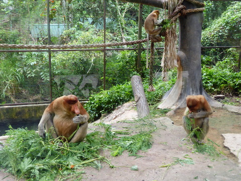 ②Lok Kawi Wild Life Park29