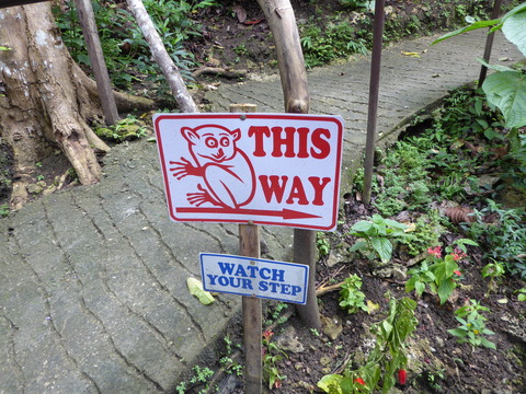 Tarsier (2)