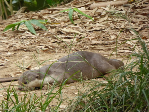②Lok Kawi Wild Life Park40