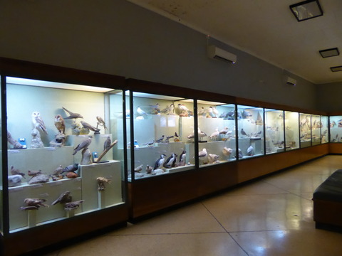 Natural museum of natural history (7)