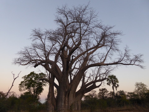 Big Tree