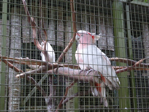 ②Lok Kawi Wild Life Park3